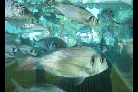 The conference wrapped up with a statement that Open Ocean Mariculture (OOM) is a sustainable, scalable means of producing high quality seafood